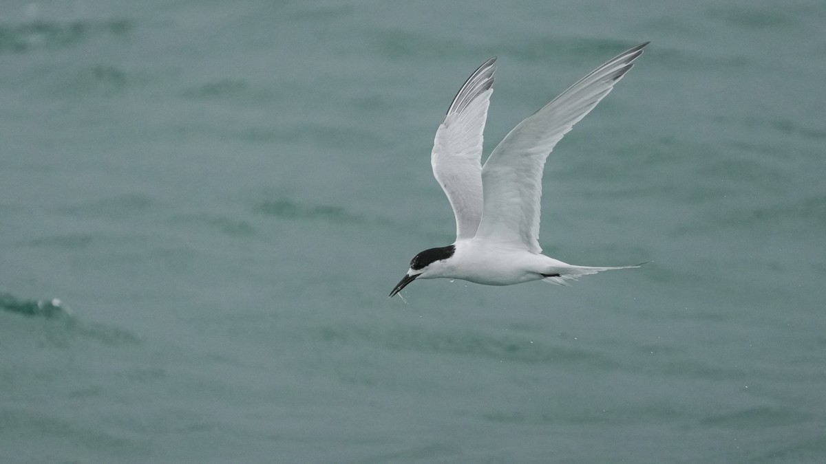 White-fronted Tern - ML645246242