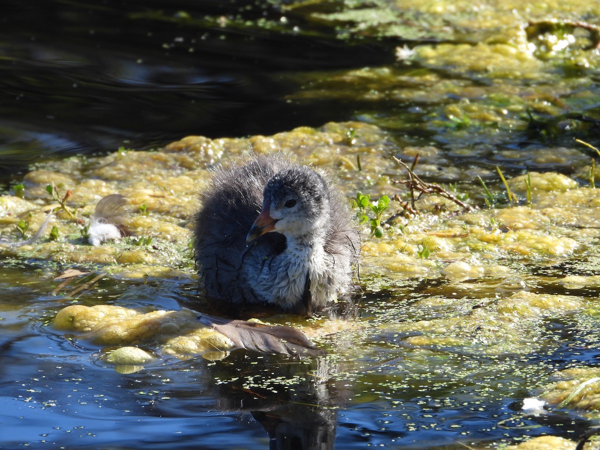 Eurasian Coot - ML645246245