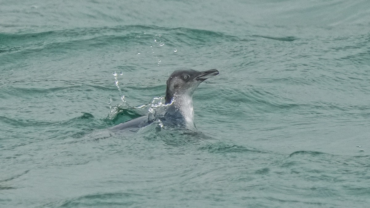 Little Penguin - ML645246251