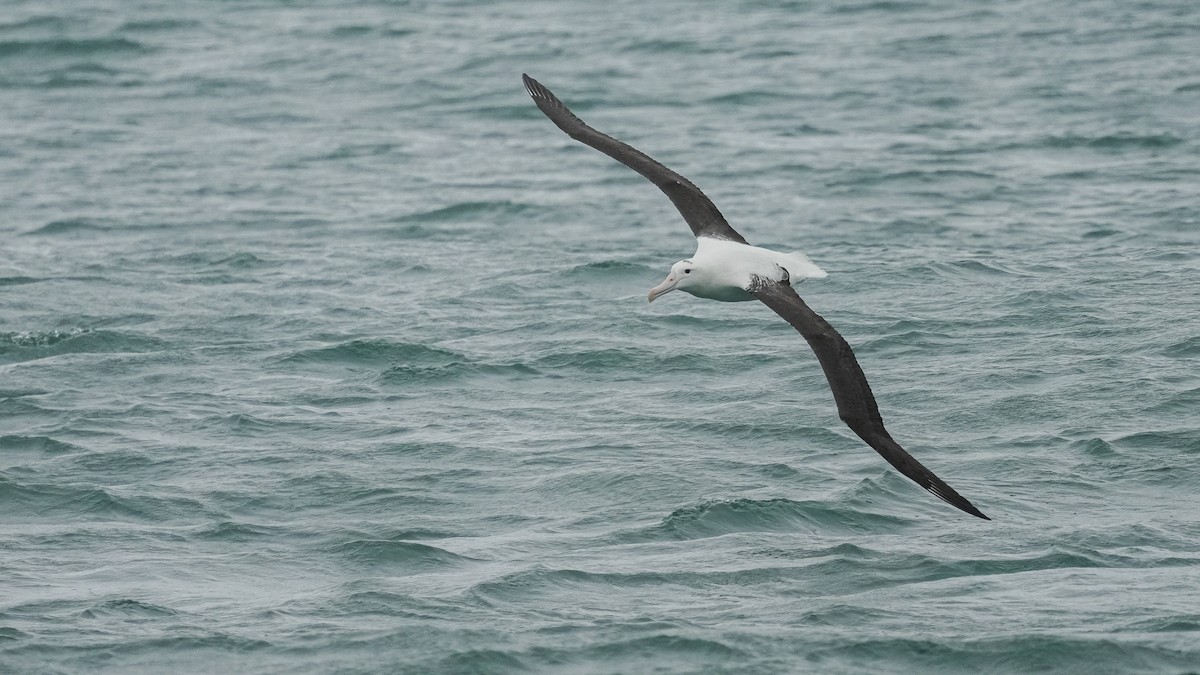 Northern Royal Albatross - ML645246260