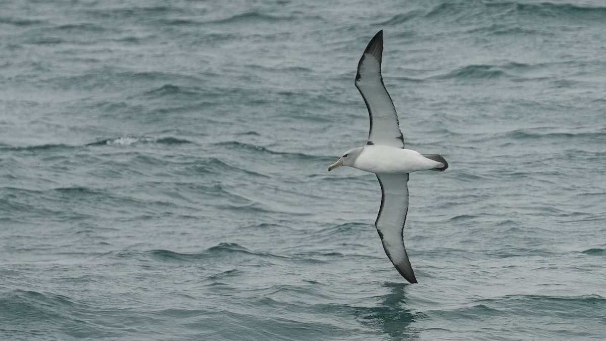 Salvin's Albatross - ML645246270