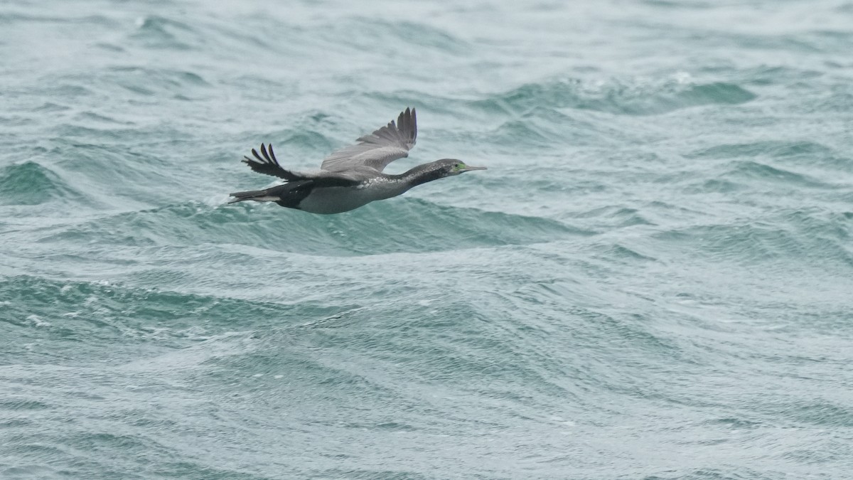 Spotted Shag - ML645246273