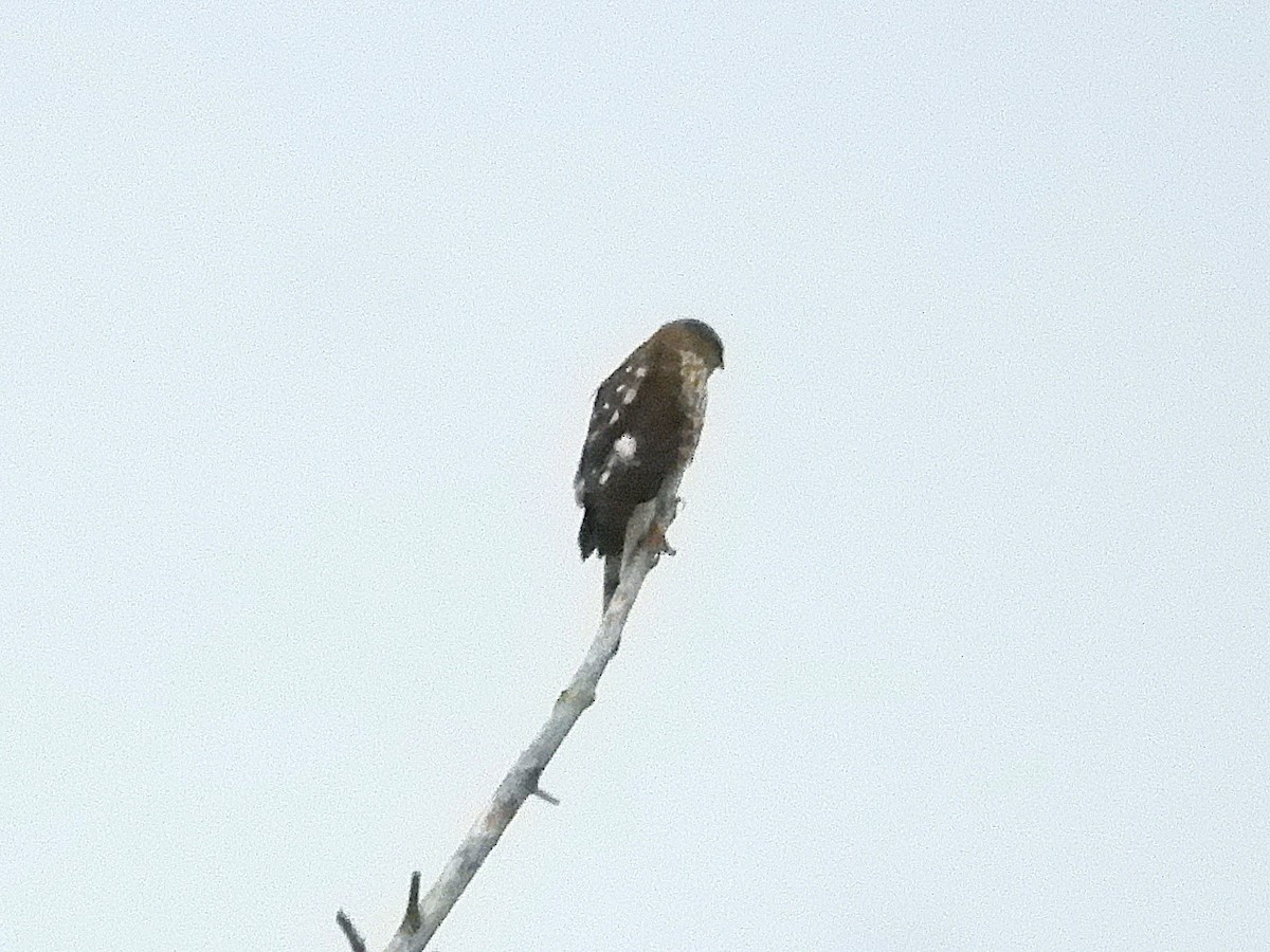 Cooper's Hawk - ML645246278