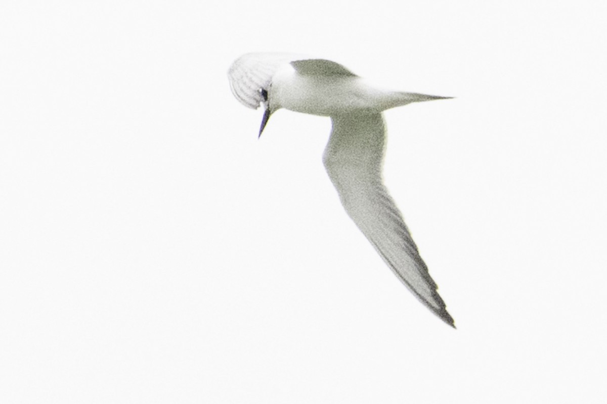 Forster's Tern - ML645246280