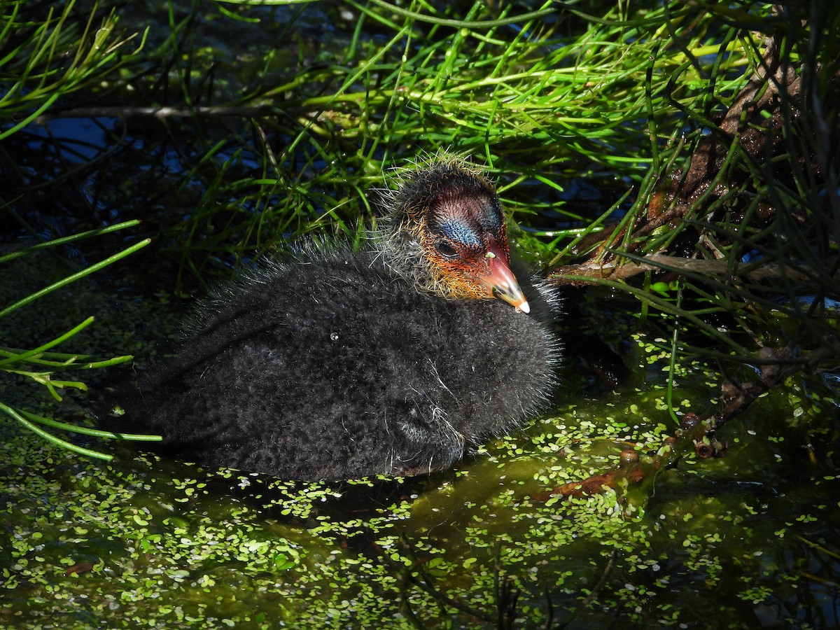 Eurasian Coot - ML645246285