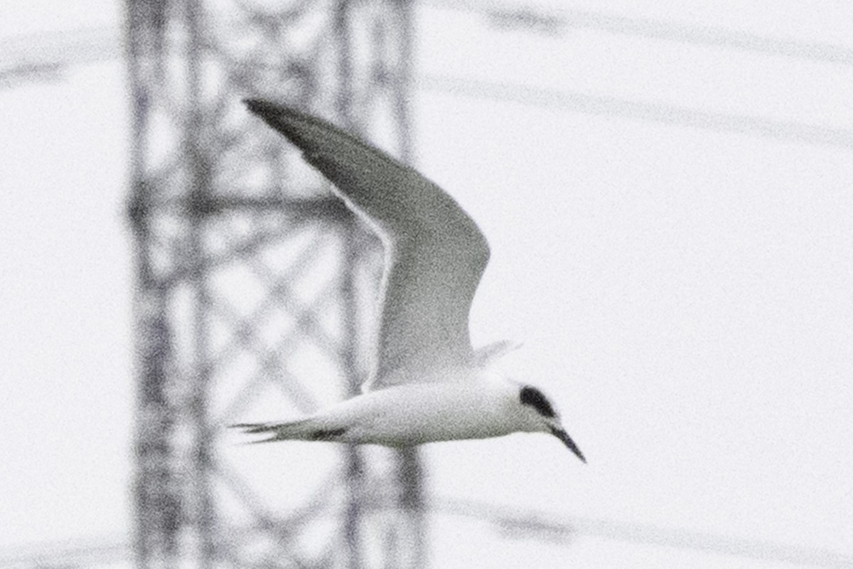 Forster's Tern - ML645246287