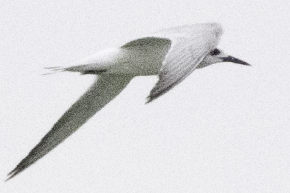 Forster's Tern - ML645246288