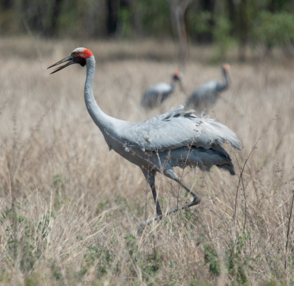 Brolga - ML645246291
