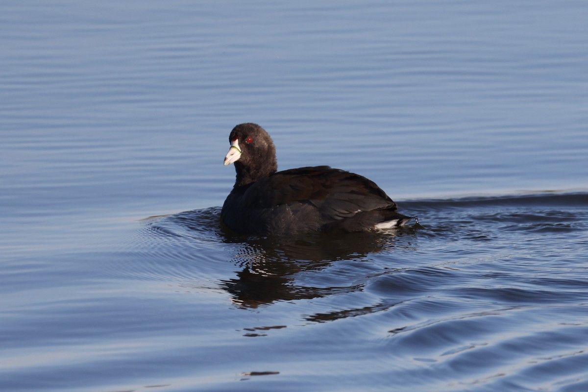 American Coot - ML645246297