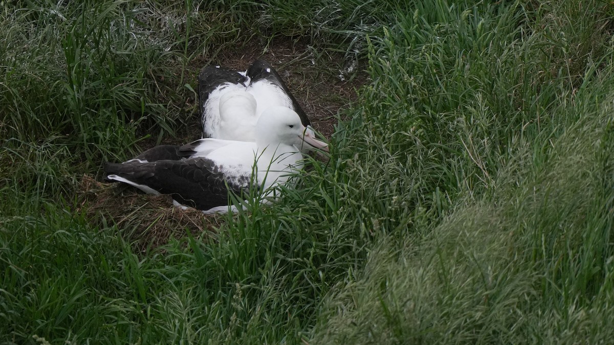 Northern Royal Albatross - ML645246299