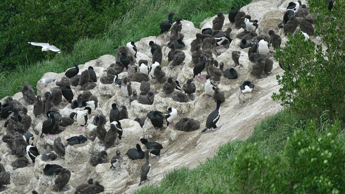 Stewart Island Shag (Otago) - ML645246305