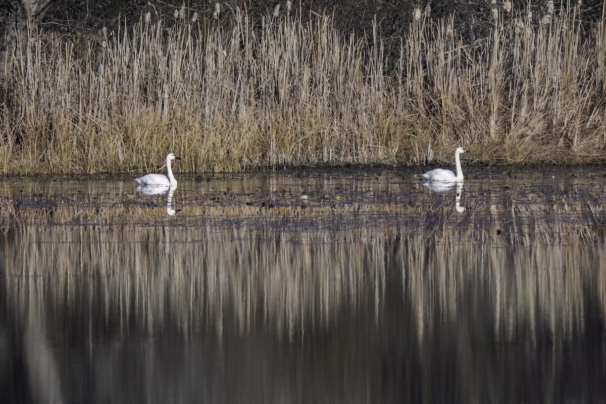 labuť malá (ssp. columbianus) - ML645246313