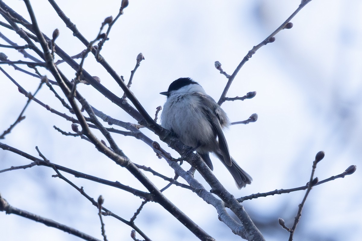 Пухляк - ML645246314