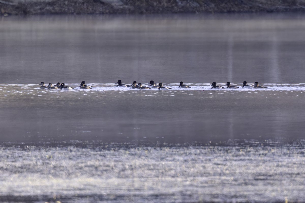 polák proužkozobý - ML645246315