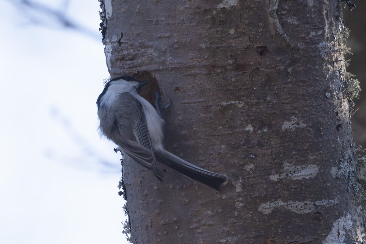 Пухляк - ML645246318