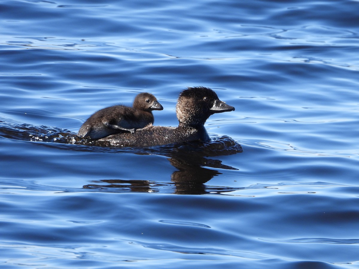 Musk Duck - ML645246319