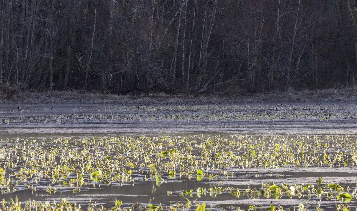 kachnička karolínská - ML645246320