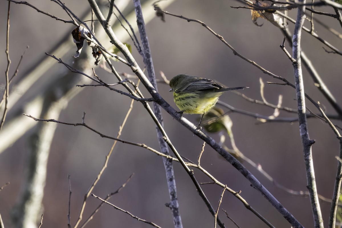 lesňáček pokřovní - ML645246326