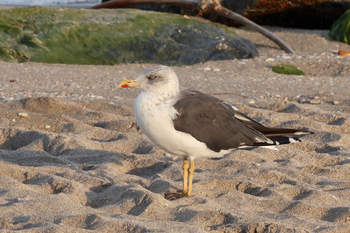 Zafferano - ML645246328