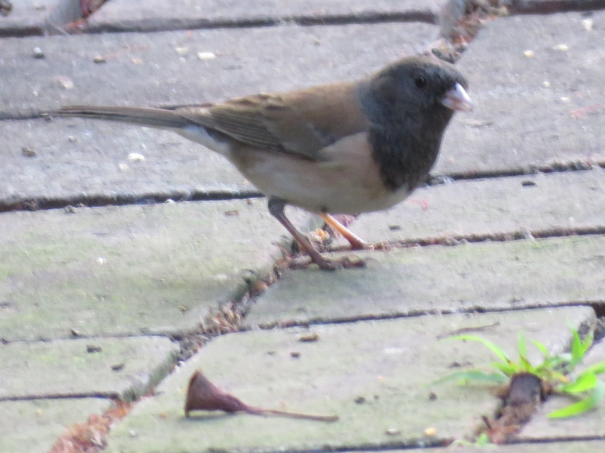 Dark-eyed Junco - ML645246329