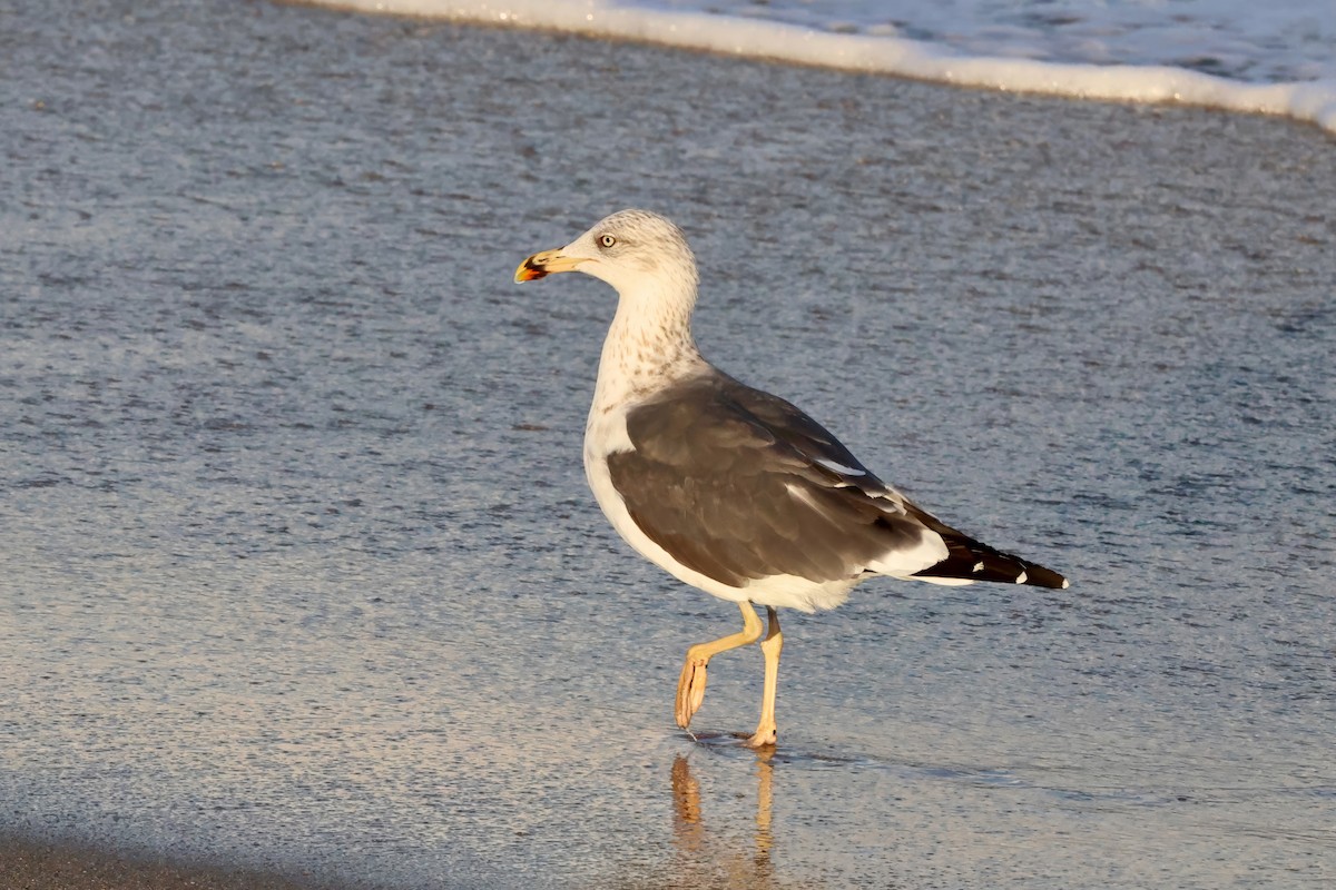 Zafferano - ML645246334