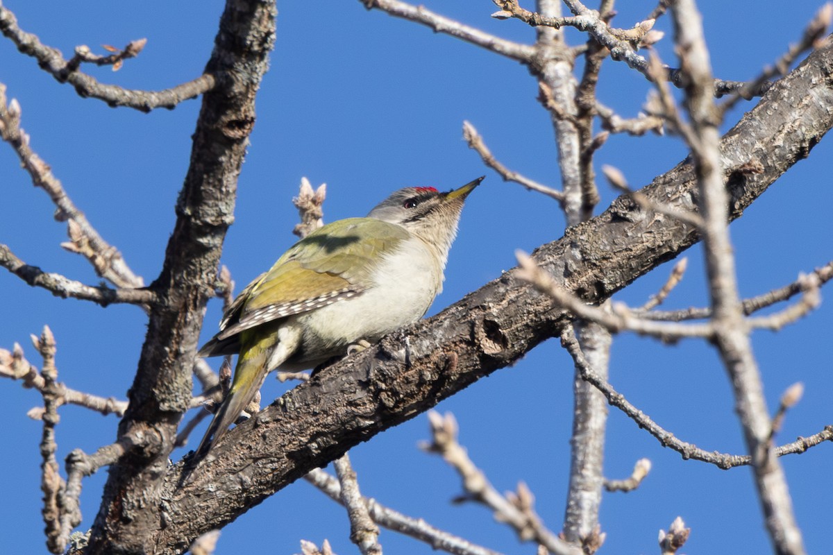 Pic cendré - ML645246358