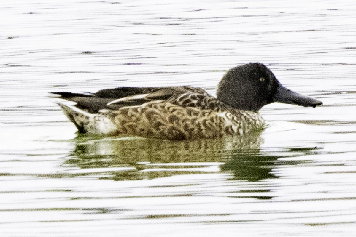 skjeand - ML645246367