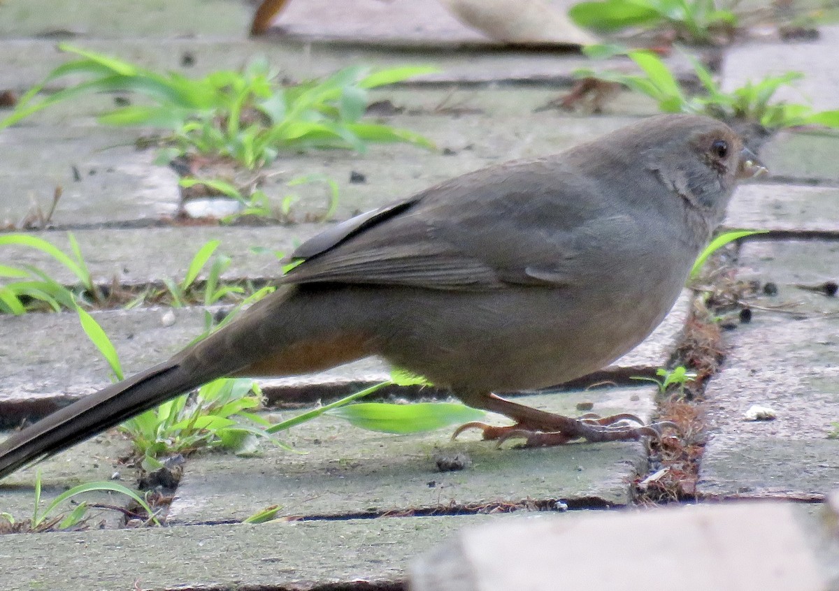 California Towhee - ML645246370
