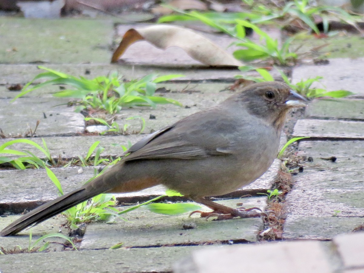 California Towhee - ML645246371