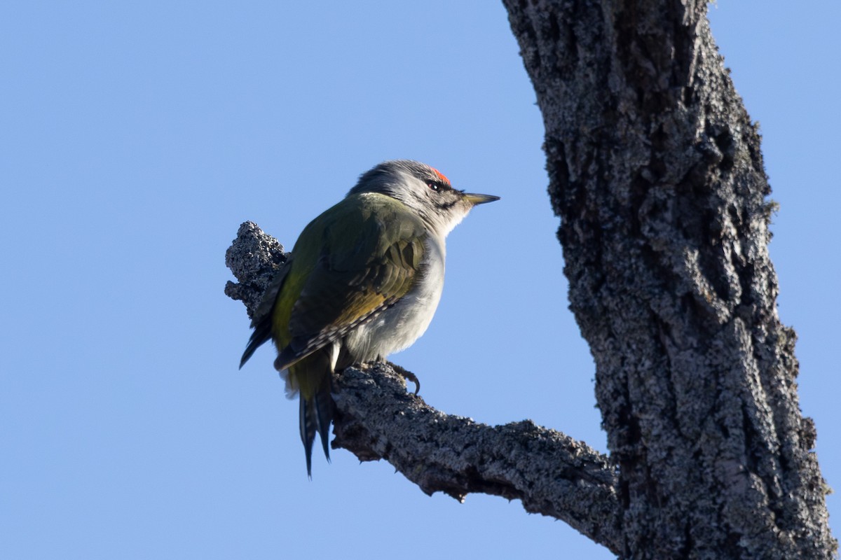 Pic cendré - ML645246375