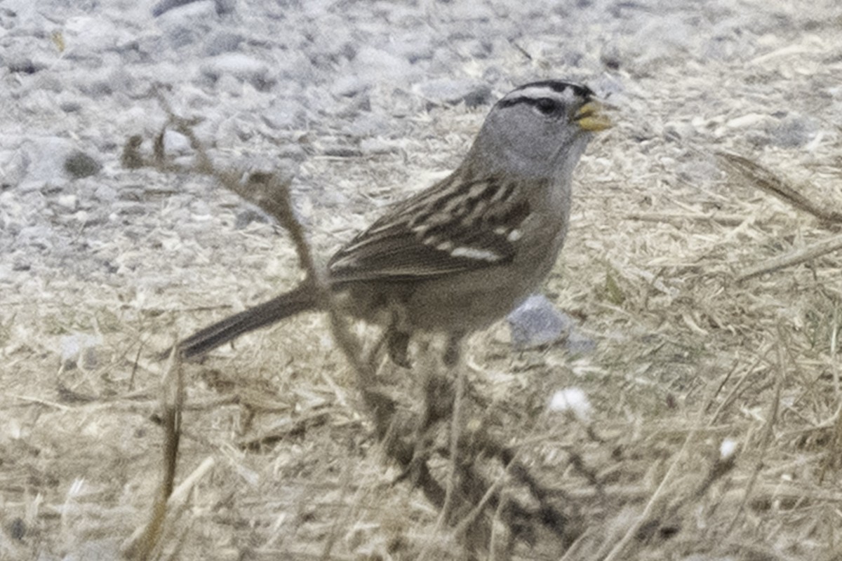 Porsuk Serçesi - ML645246376