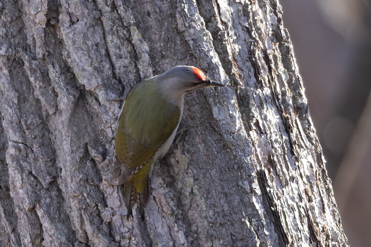 Pic cendré - ML645246382