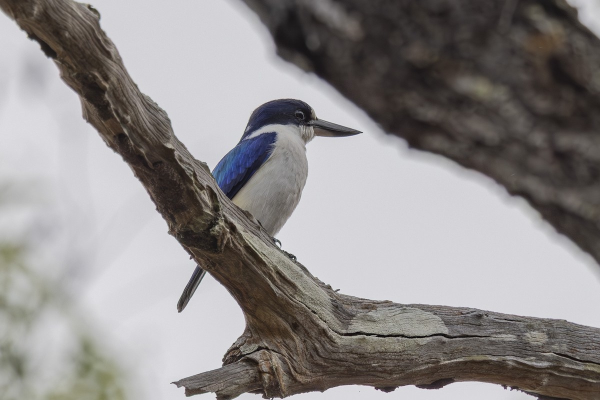 Forest Kingfisher - ML645246384