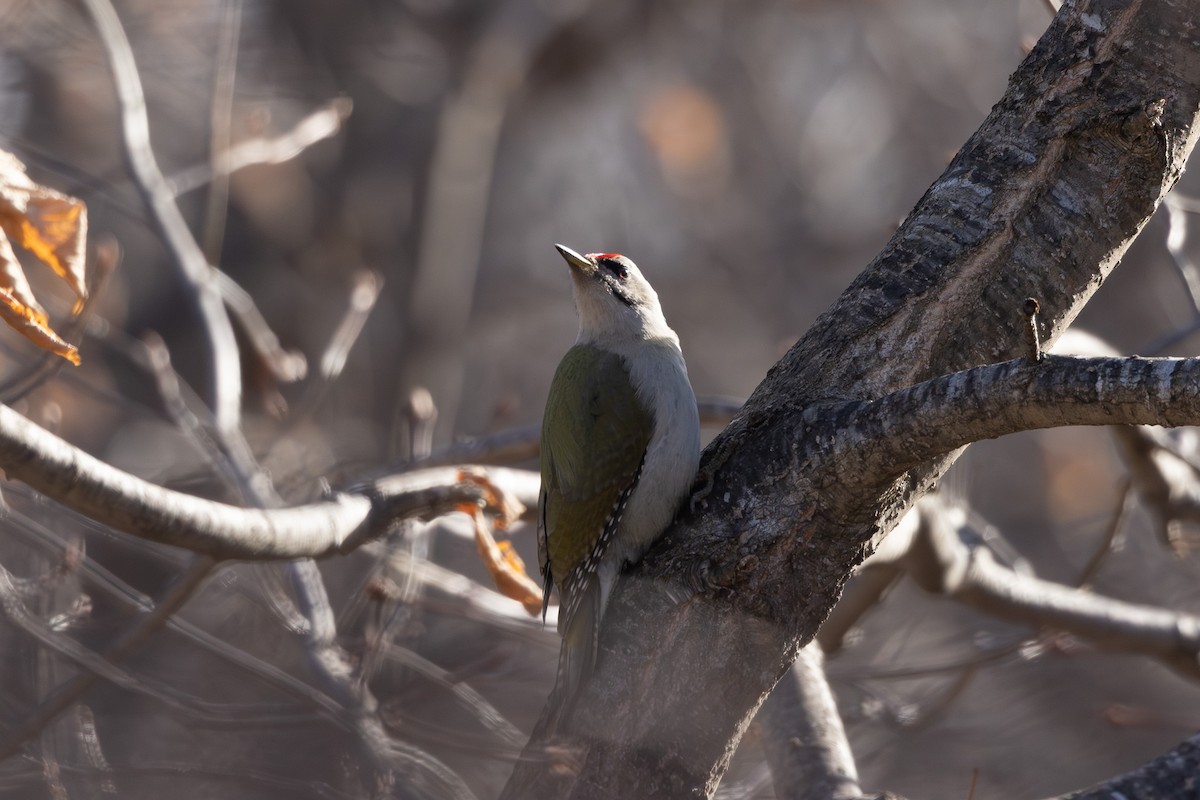 Pic cendré - ML645246388