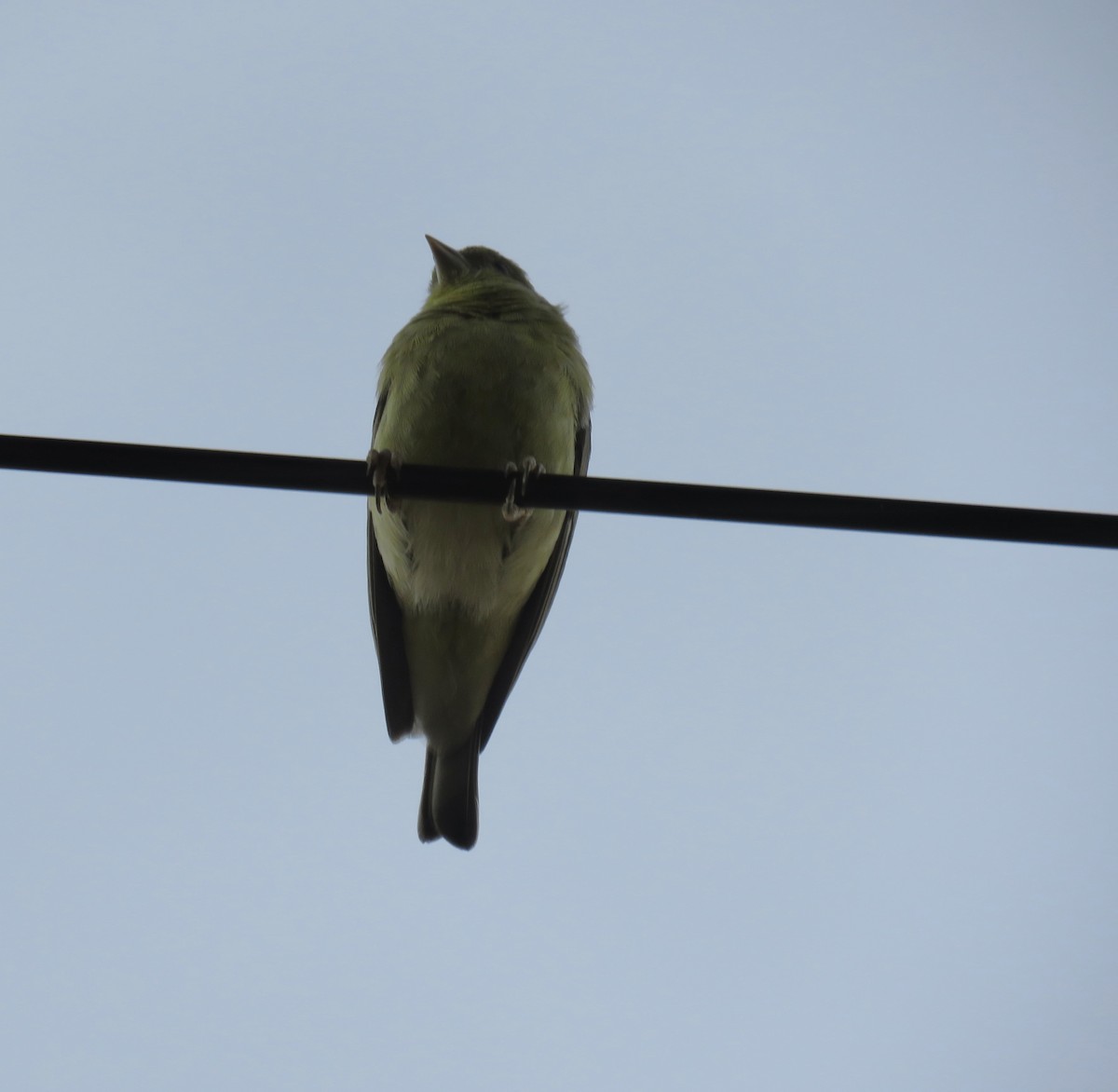 Lesser Goldfinch - ML645246389
