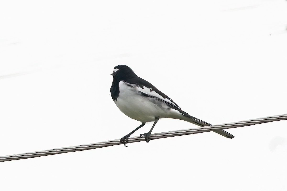 Bergeronnette indienne - ML645246404