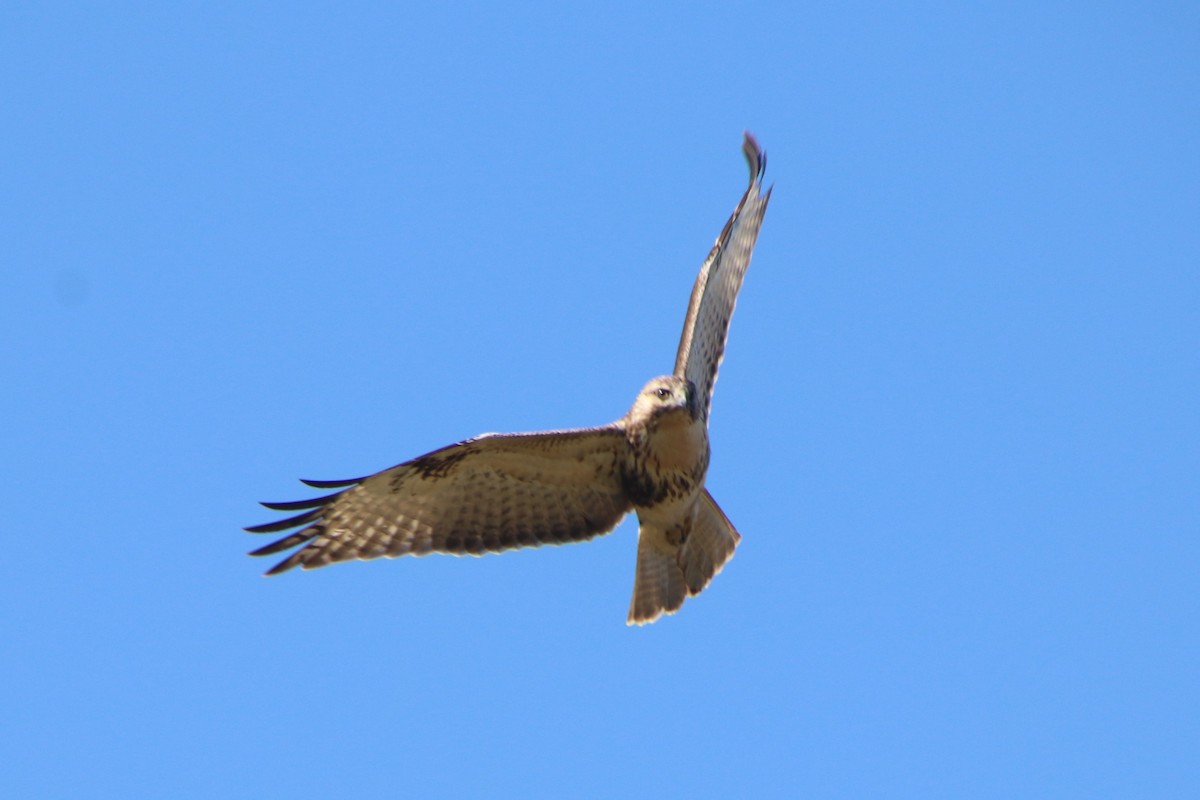 Eastern Buzzard - ML645246412