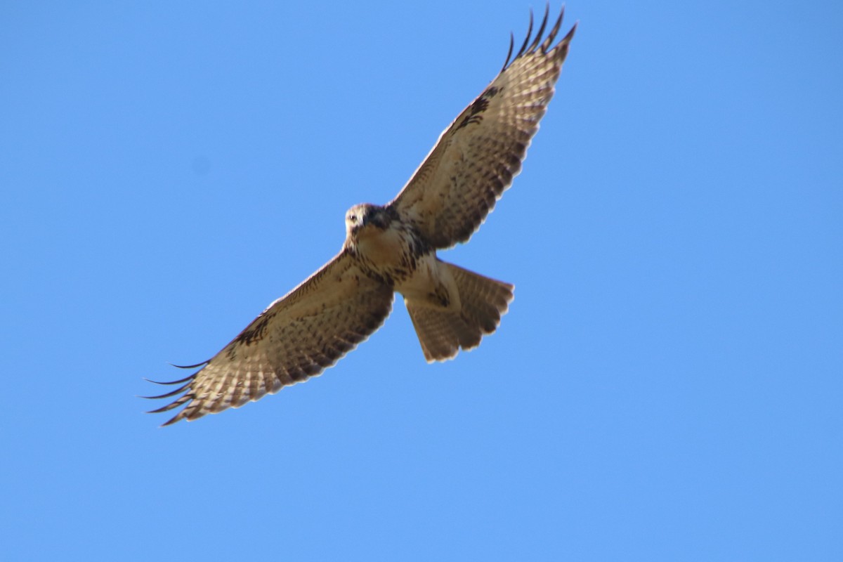 Eastern Buzzard - ML645246414