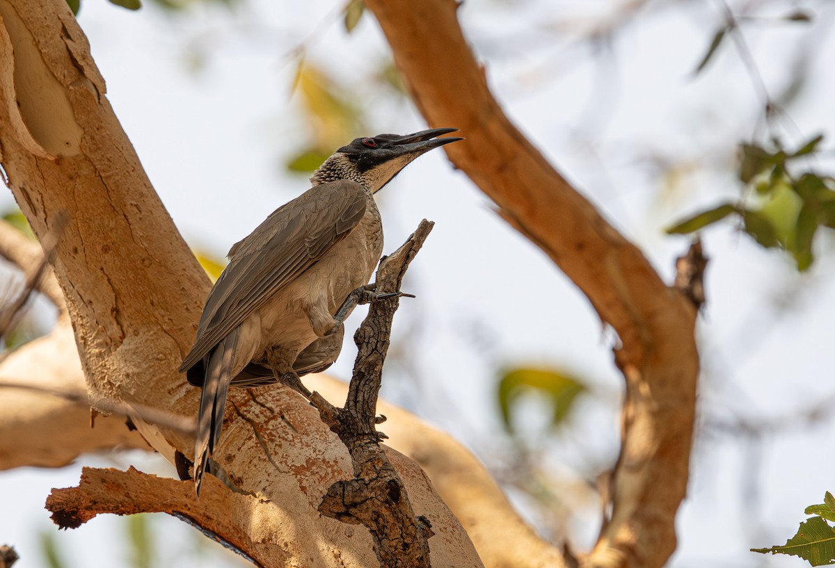 zoborožík stříbrokorunkatý - ML645246421