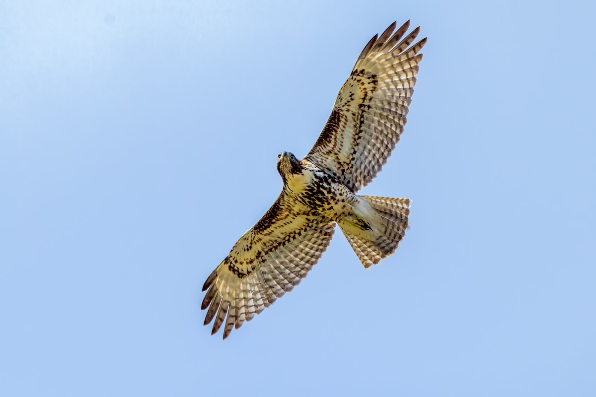 Red-tailed Hawk (calurus/alascensis) - ML645246423