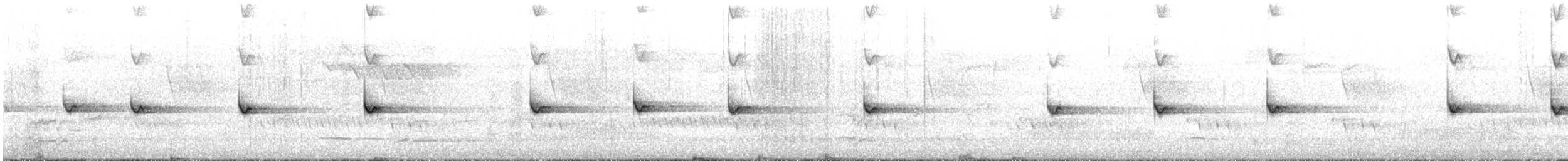 Corretroncos Gorjiblanco (grupo leucophaea) - ML645246426