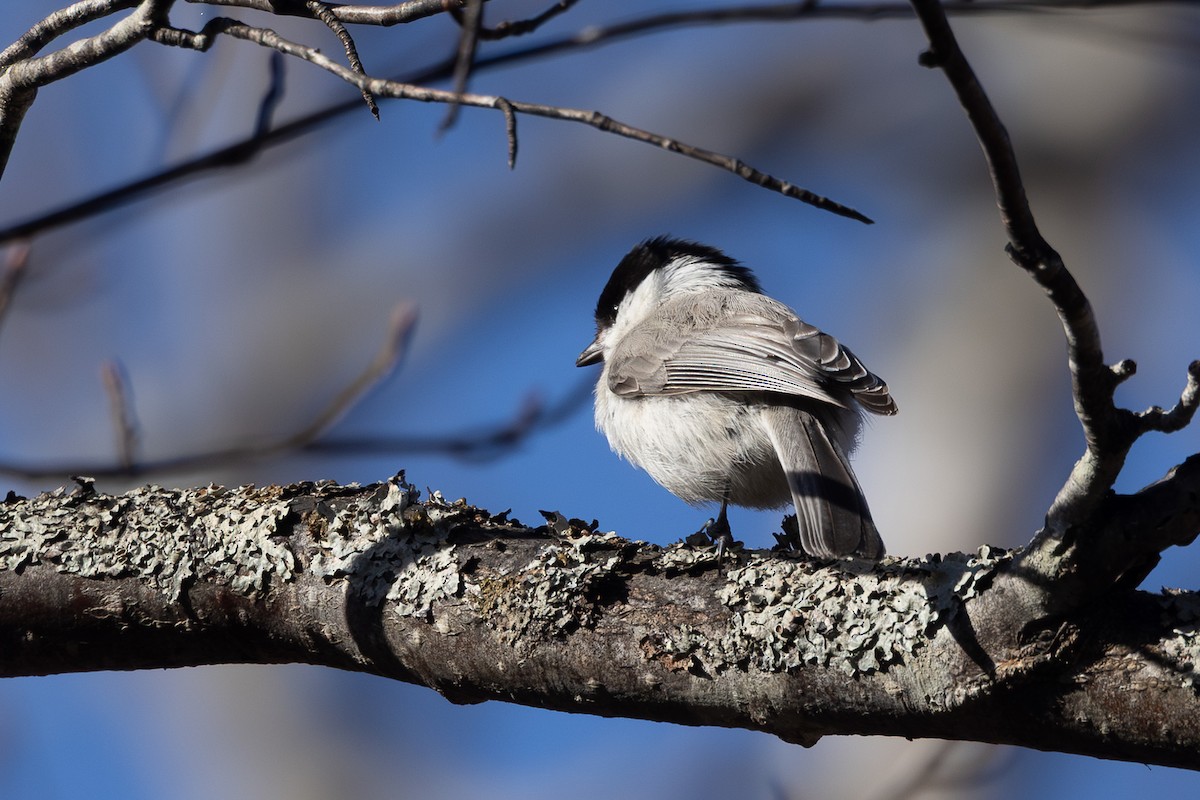 Пухляк - ML645246427