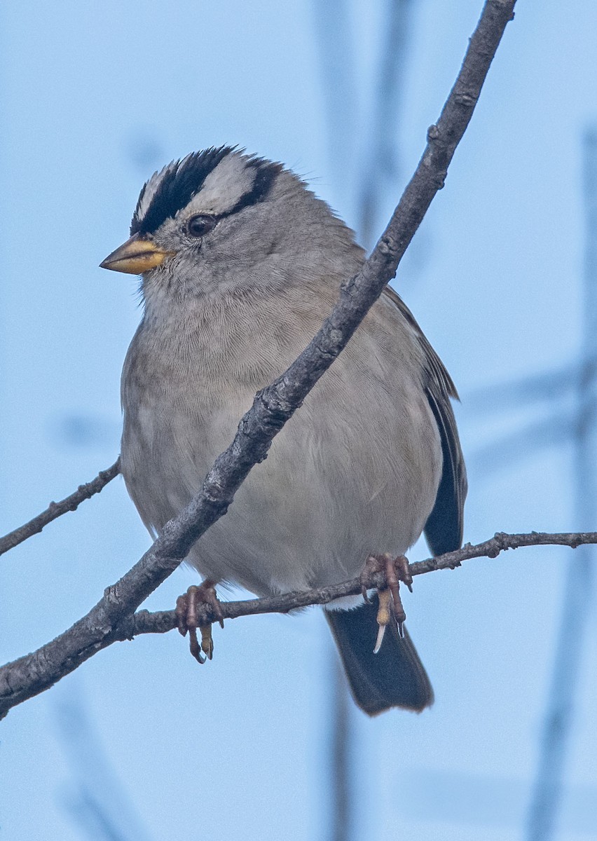 Porsuk Serçesi - ML645246428