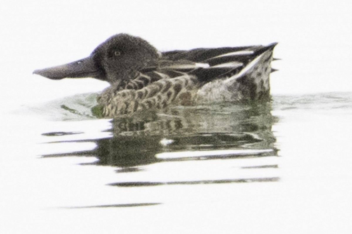 skjeand - ML645246436