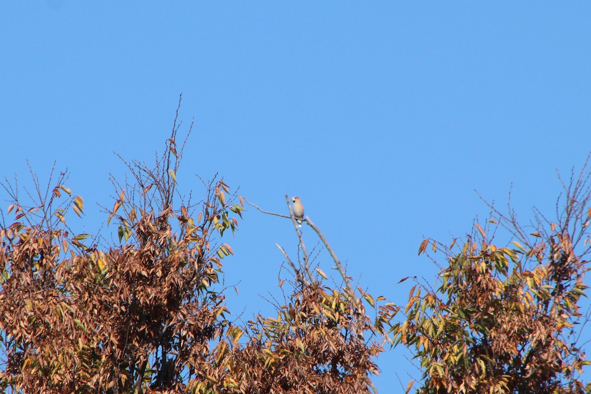 Hawfinch - ML645246441