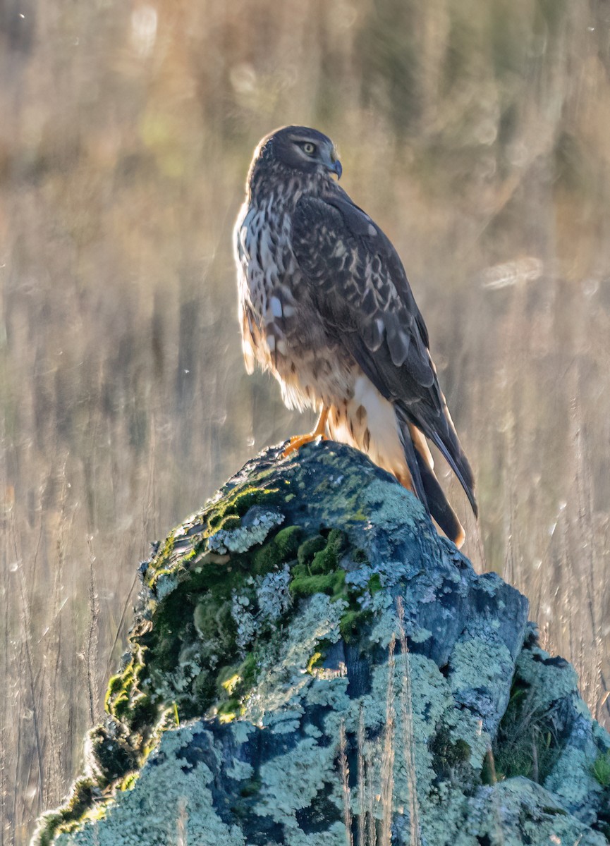 Лунь американський - ML645246456