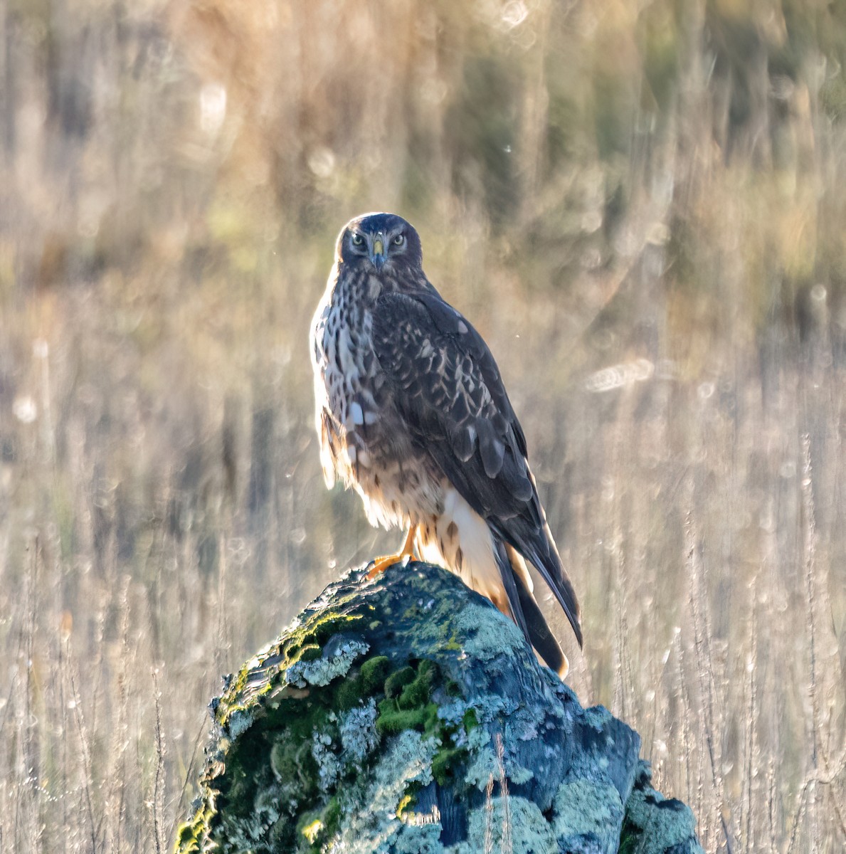 Northern Harrier - ML645246457