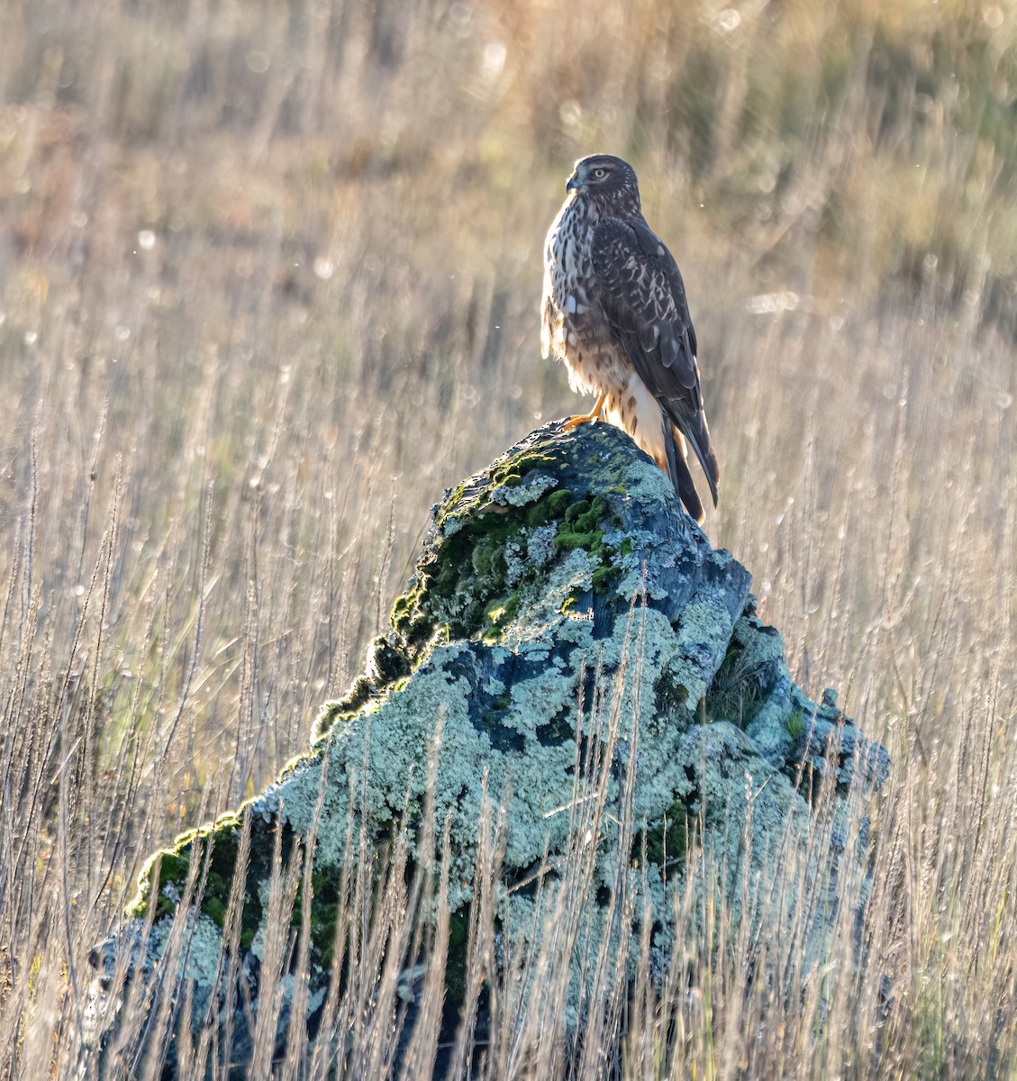 Лунь американський - ML645246458