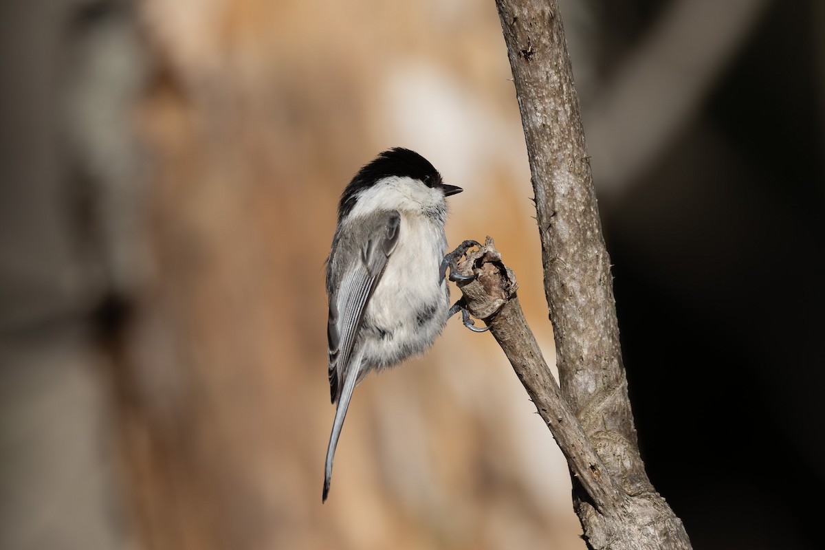 Пухляк - ML645246461