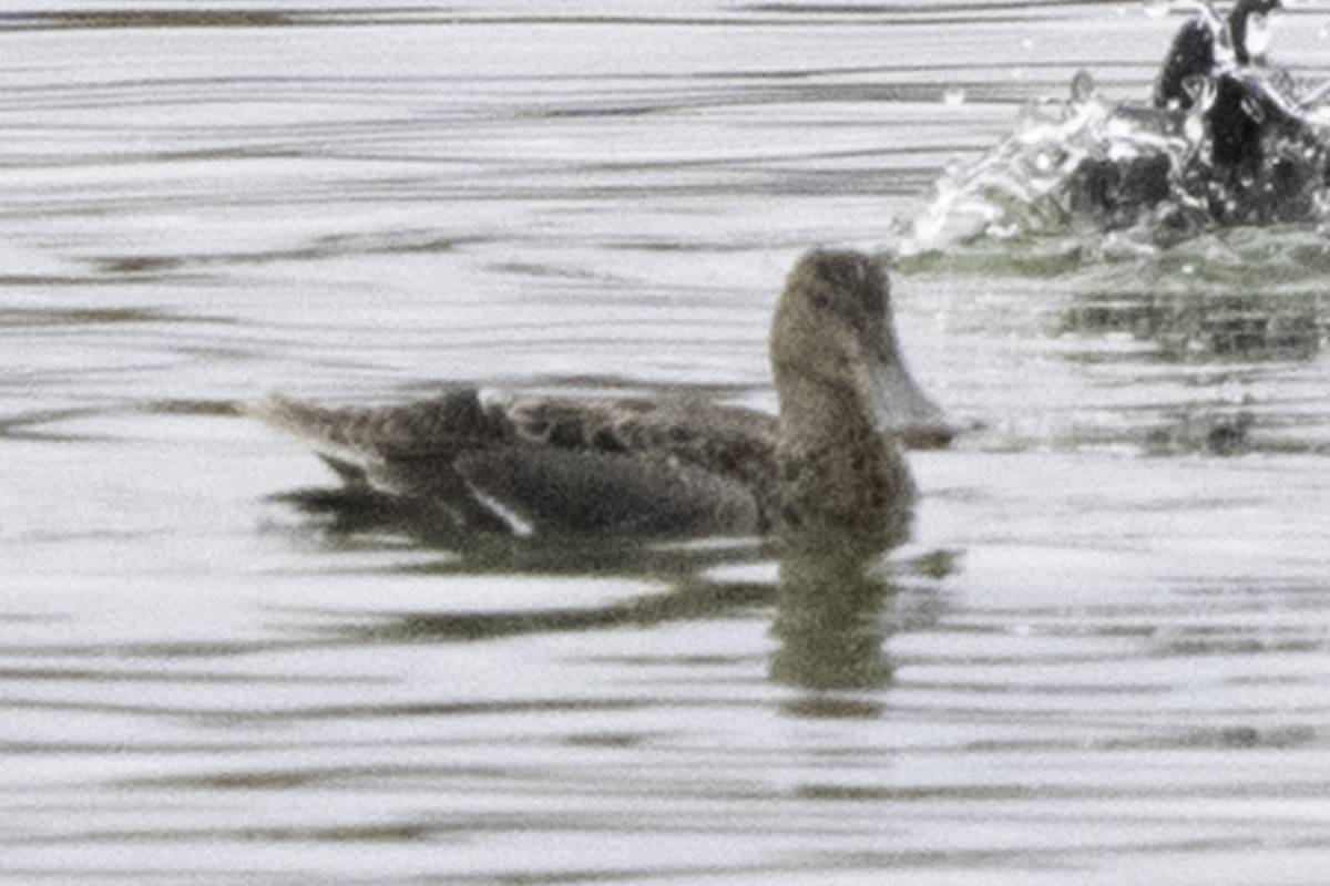 skjeand - ML645246462